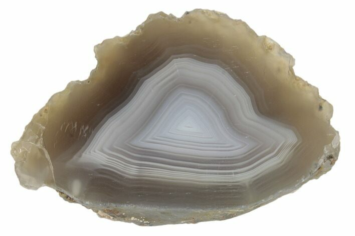 Polished Banded Agate Nodule Section - Agouim, Morocco #187100